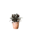 Antique Teak Planter